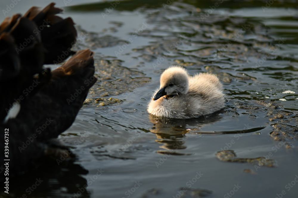 Fototapeta premium Black swan and cygnet, ugly duckling