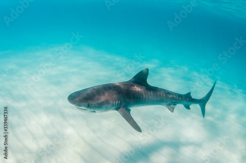 Tiger shark swimming over sandy sea bed