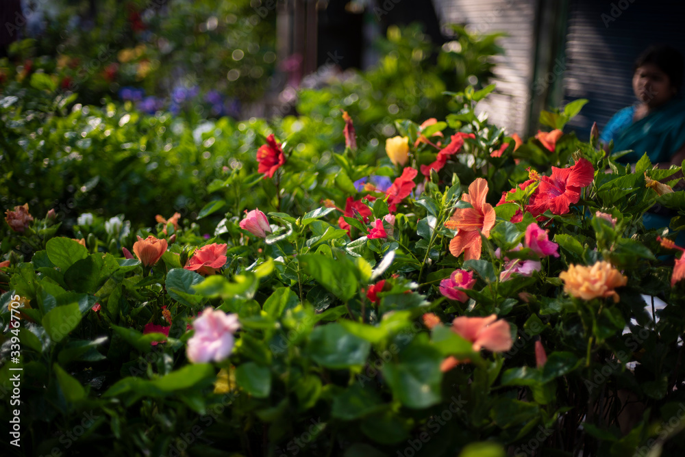 A bunch of vibrant colored flowers displayed in a market. A bunch of vibrant colored flowers displayed in a market.