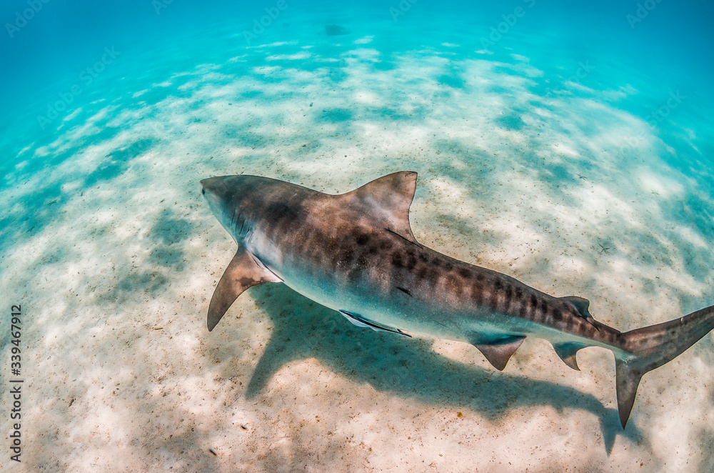 Fototapeta premium Tiger shark swimming over sandy sea bed