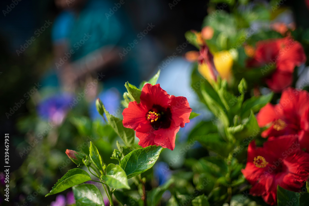 Obraz premium A bunch of vibrant colored flowers displayed in a market.