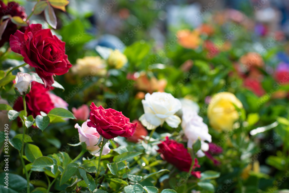 A bunch of vibrant colored flowers displayed in a market. A bunch of vibrant colored flowers displayed in a market.