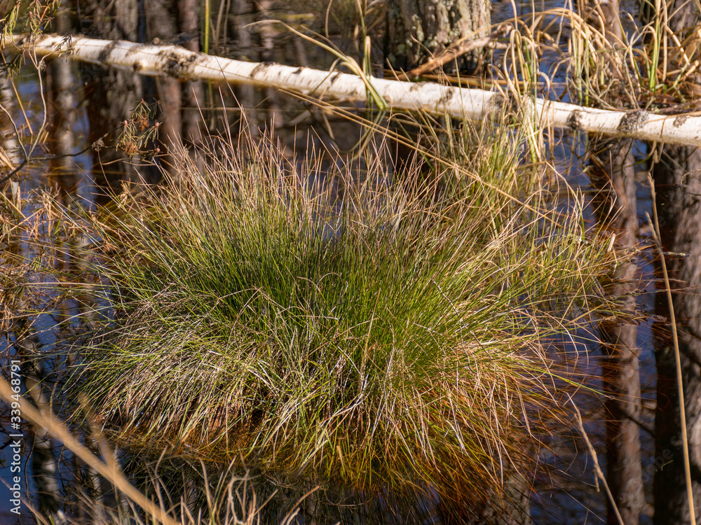 swamp grass texture swamp grass texture