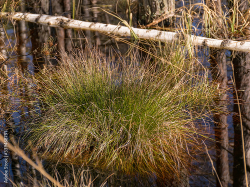 swamp grass texture © ANDA