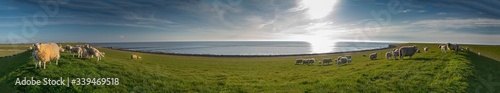 Fotografía Panoramic view of sheep and lambs on a dike in the sun at the North Sea, Westerd
