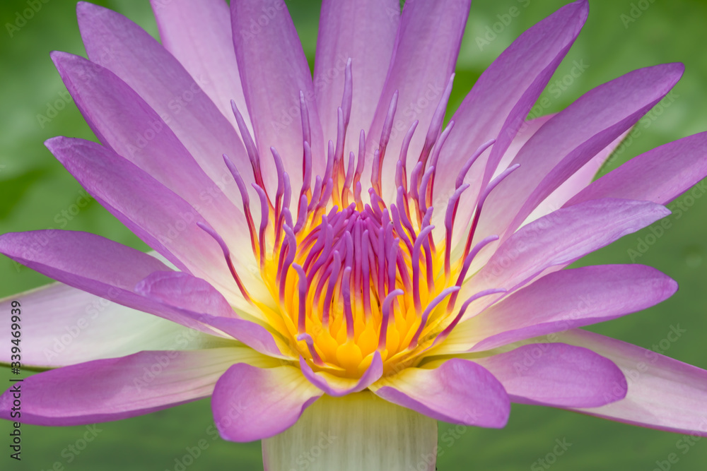 Blooming Lotus flower or Water Lily on the pond. With sunset time.	