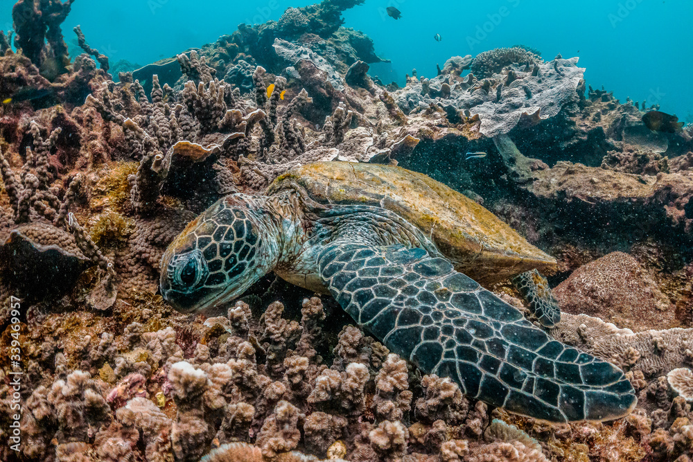 Obraz premium Green turtle swimming in the wild among colorful hard corals