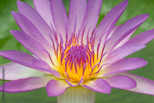 Blooming Lotus flower or Water Lily on the pond. With sunset time. 