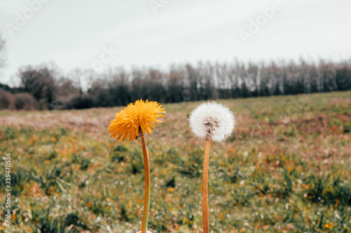 young and old dandelion on a green field