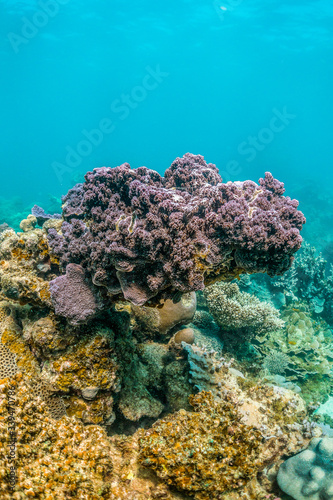 Colorful coral reef formations in crystal clear water