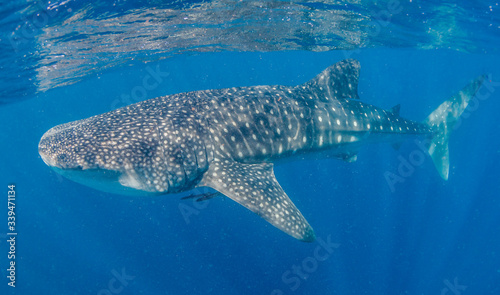 Whale shark swimming alone in clear blue ocean © Aaron
