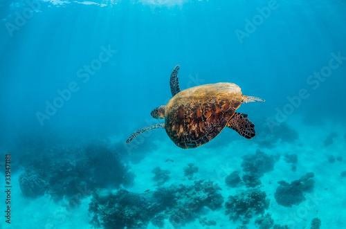 Green turtle swimming in the wild among colorful hard corals