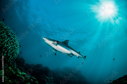 Grey reef shark swimming peacefully over coral reef with sunlight shining through the surface
