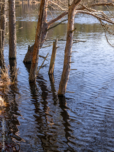 bog landscape with tree trunks in water