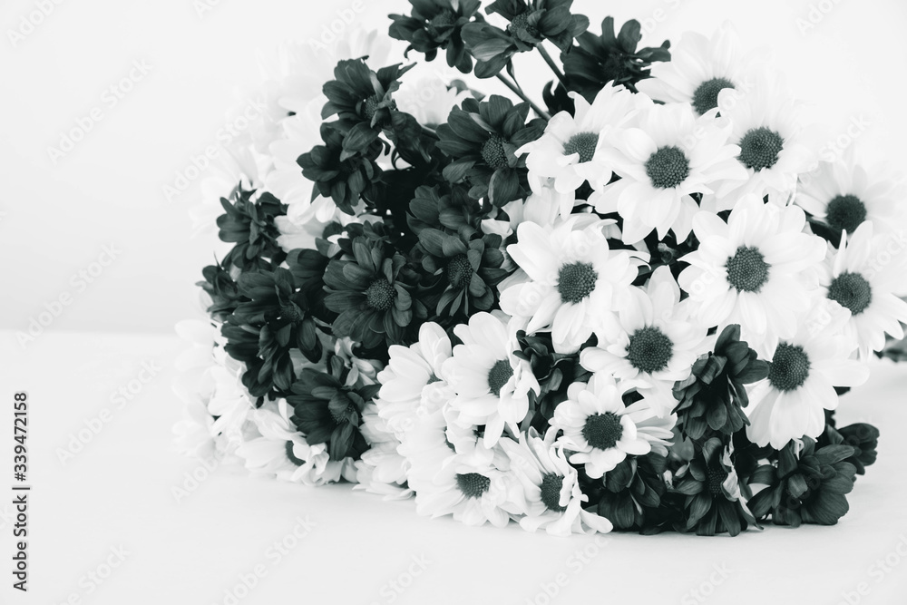 Fototapeta premium gift for a girl, a large bouquet of black and white chrysanthemums