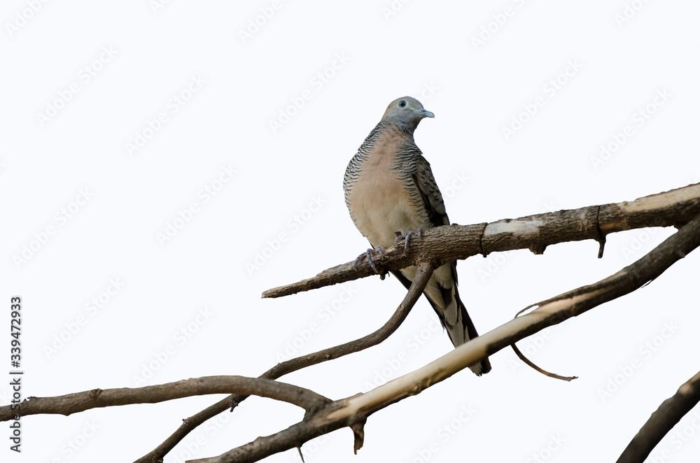 Cute zebra dove on dried branch on white background
