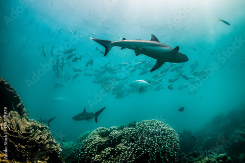 Grey reef sharks swimming over colorful coral reef cleaning station