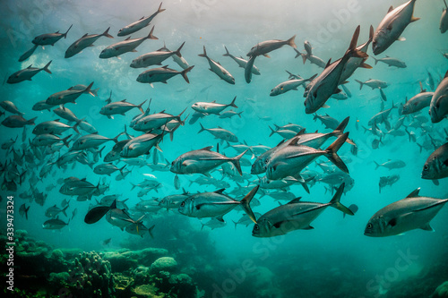 Schools of fish swimming together in deep blue water  with sun rays shining through the surface