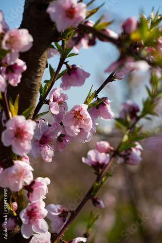 Peach flowers on tree branches © JackF