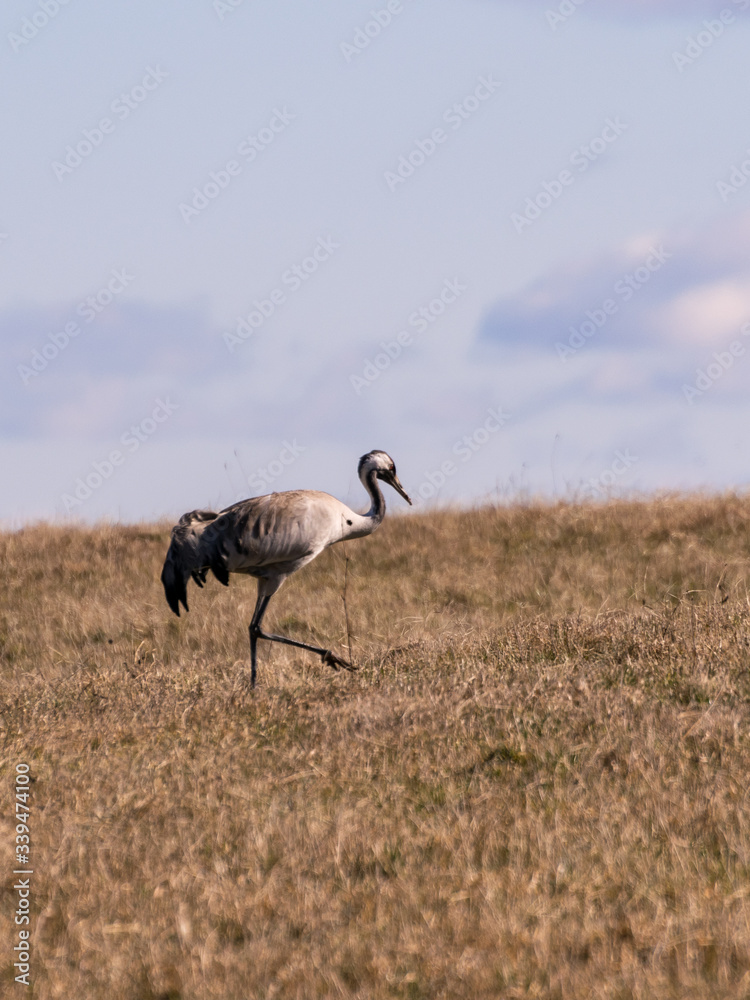landscape with crane on cereal field in early spring landscape with crane on cereal field in early spring