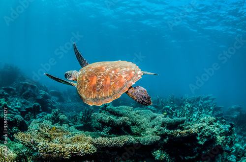 Sea turtle swimming in the wild over coral reef formations