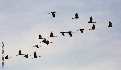 Flight of migrating cranes in cloud sky © JackF