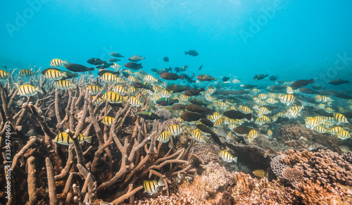 Colorful reef fish swimming among colorful coral reef