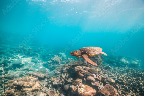 Sea turtle swimming in the wild over coral reef formations