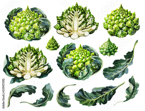 Cabbage romanesco set. Hand drawing watercolor on white background. Can be used for decoration of cards, stickers, encyclopedias, menus.