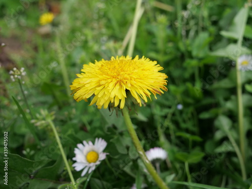 pissenlit jaune