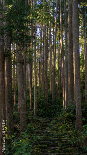 Fototapeta Naklejka Na Ścianę i Meble -  Kumano Kodo trail. Kumano Kodo is a Unesco World Heritage site ancient pilgrimage route in Japan