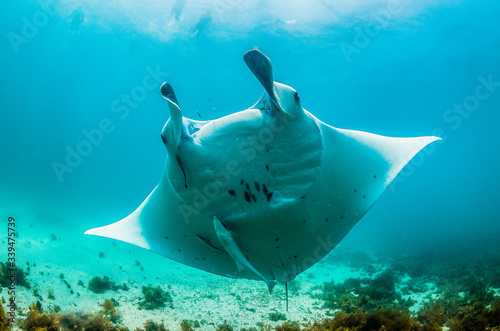 Manta ray swimming in the wild among colorful reef