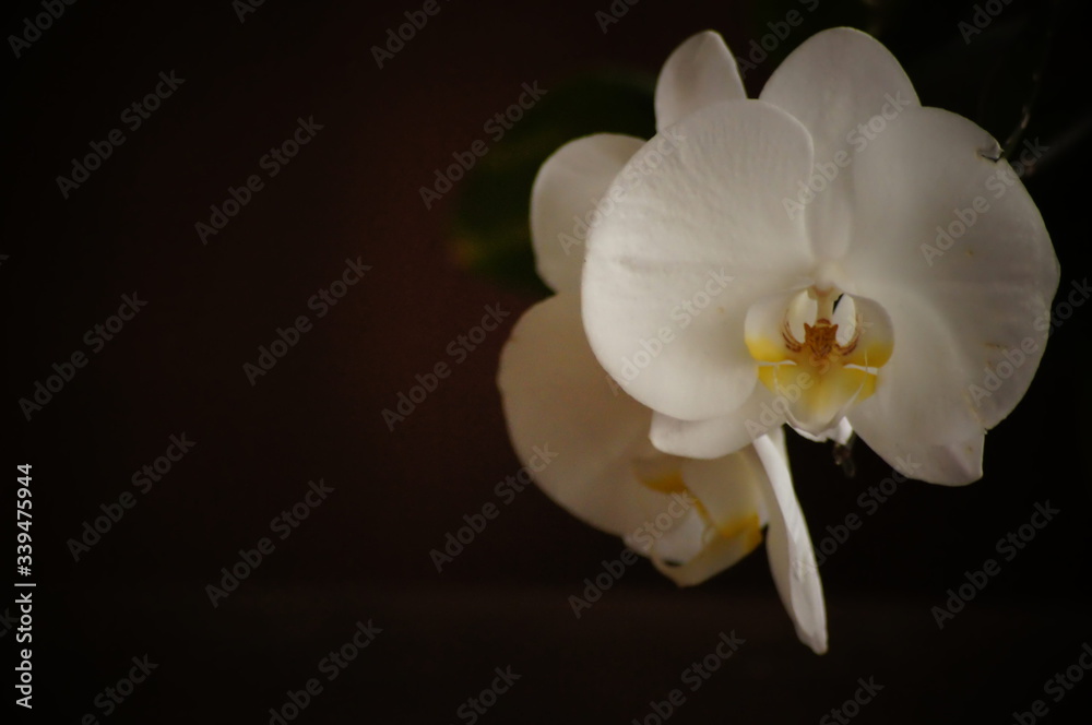 White orchids on the dark background. White orchids on the dark background.