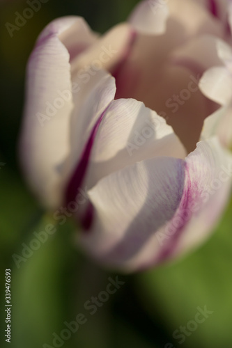 Fototapeta Naklejka Na Ścianę i Meble -  Spring Tulips