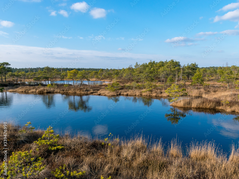 wonderful bog landscape, beautiful bog lakes, pines, bog grass and moss.