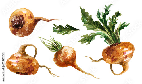 Maca. Lepidium meyenii. Hand drawing watercolor on white background. Can be used for decoration of cards, stickers, encyclopedias, menus and ingredients of dishes.