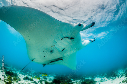 Manta Ray swimming in the wild in clear turquoise water