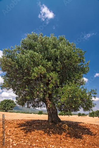 View of centuries-old olive trees, in the Apulian countryside in Italy.