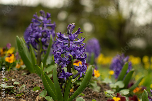 Pictures of flowers in a park