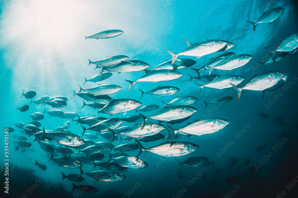 Schools of fish swimming together in deep blue water, with sun rays shining through the surface - obrazy, fototapety, plakaty 