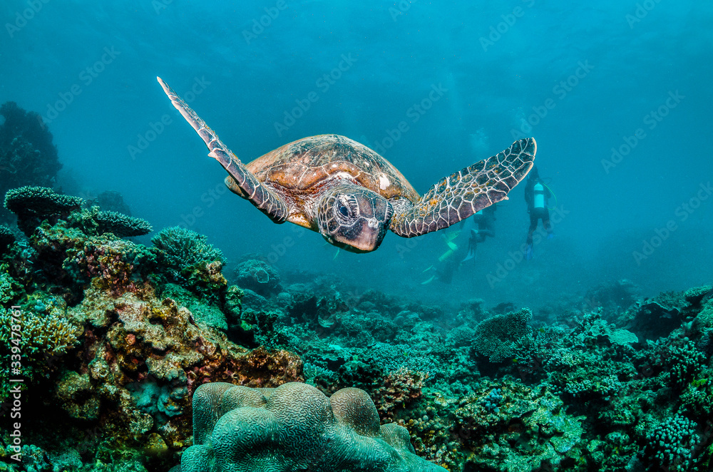 Obraz premium Green turtle swimming over coral reef with divers in the background
