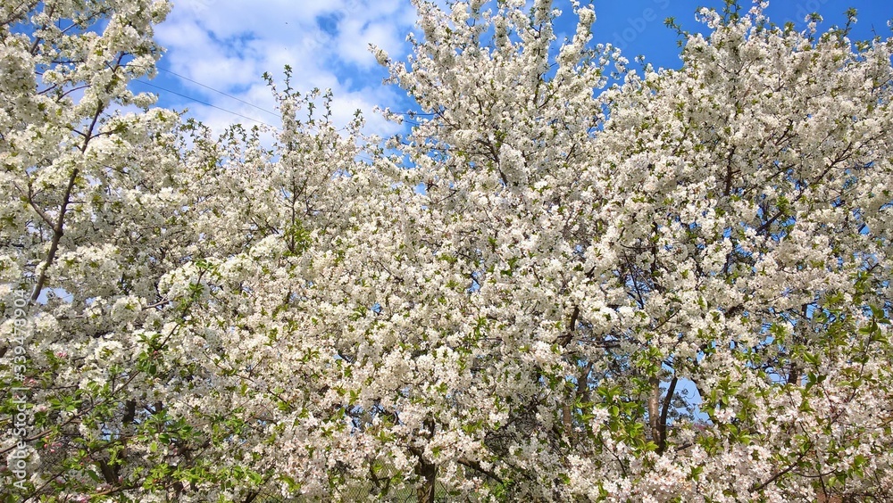 cherry blossom