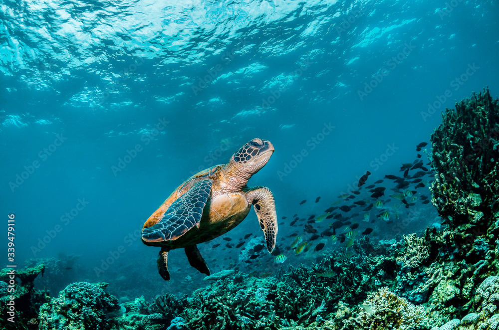 Obraz premium Green sea turtle swimming around colorful coral reef formations in the wild