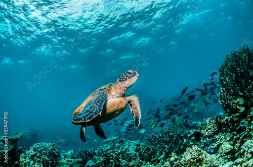 Green sea turtle swimming around colorful coral reef formations in the wild