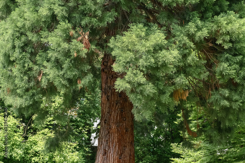 Baumstamm und Nadeln des Riesen-Mammutbaumes, Sequoiadendron giganteum photo