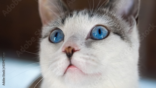 A blue-eyed beautiful domestic cat is looking at a toy in order to hunt. Adult cat is sitting on the windowsill. A healthy cat uses its sense of smell, hearing, and vision. Beige wool shimmers.