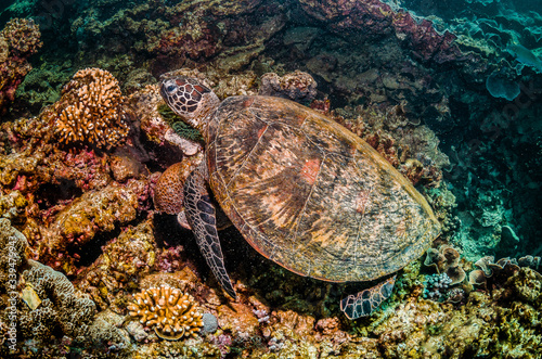 Green sea turtle swimming around colorful coral reef formations in the wild