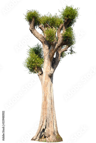 isolated tree on white background
