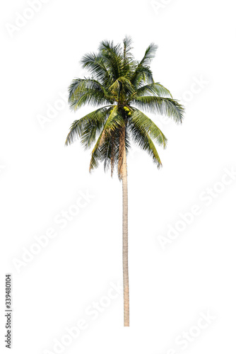 isolated tree on white background