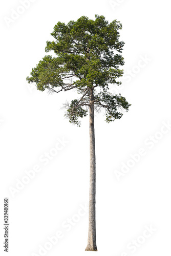 isolated tree on white background